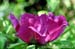 Rockii Peony: LAN JIN YU